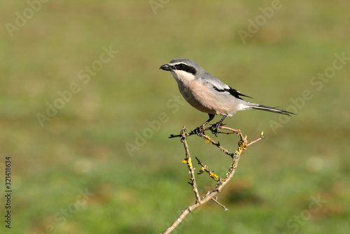 Southern grey shrike with the first lights of the day in their usual branches, birds, shrike, , Lanius meridionalis © Jesus