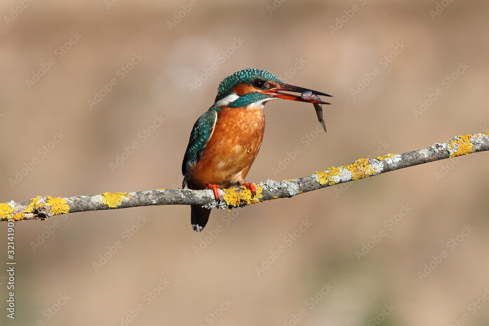 Fototapeta premium Adult female of Common kingfisher with the last lights of the afternoon fishing, birds, Alcedo atthis