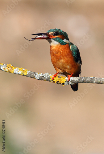 Adult female of Common kingfisher with the last lights of the afternoon fishing, birds, Alcedo atthis