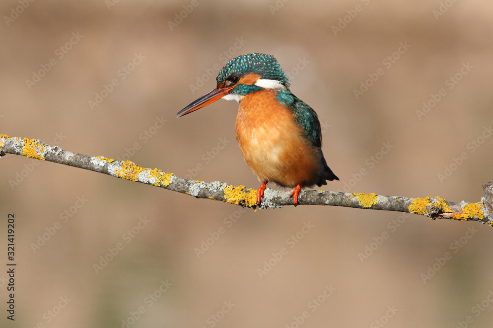 Adult female of Common kingfisher with the last lights of the sunset, birds, Alcedo atthis Adult female of Common kingfisher with the last lights of the sunset, birds, Alcedo atthis