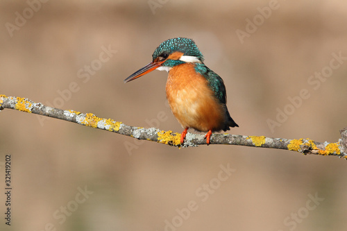 Adult female of Common kingfisher with the last lights of the sunset, birds, Alcedo atthis