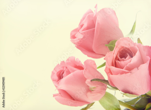 Abstract background of pink roses