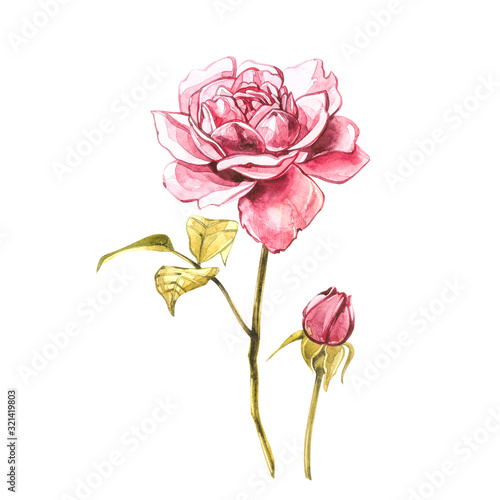 Watercolor pink wild roses. Wild flower set isolated on white. Botanical watercolor illustration, roses bouquet, rustic flowers. Isolated on white background.