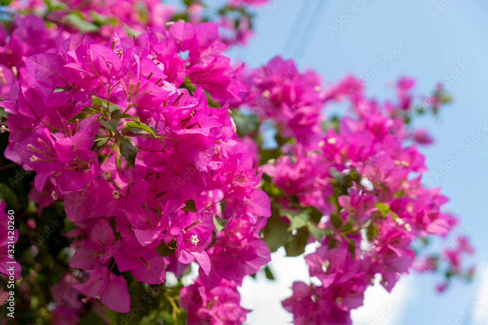 Pink bougainvillea flowers on a clear day Pink bougainvillea flowers on a clear day