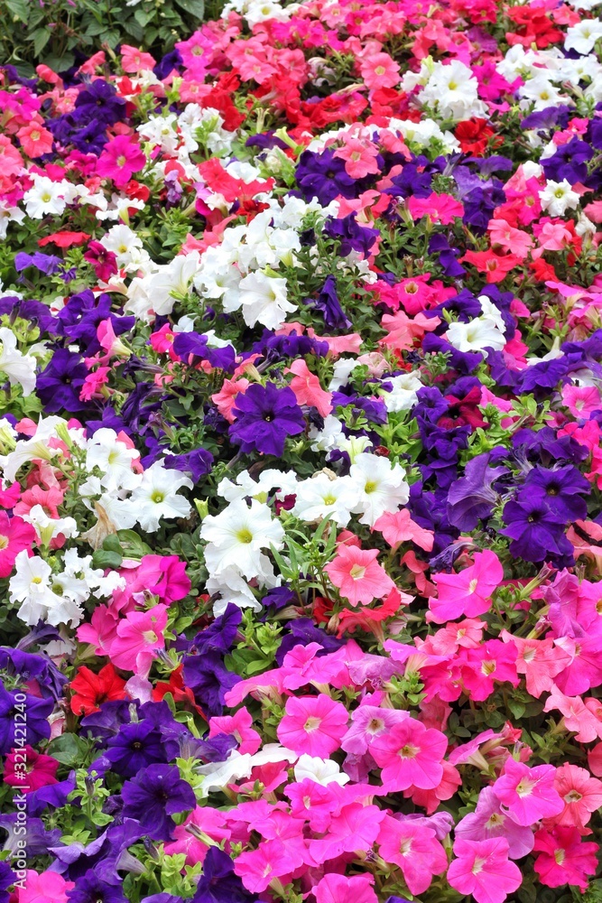 Obraz premium flower wallapper