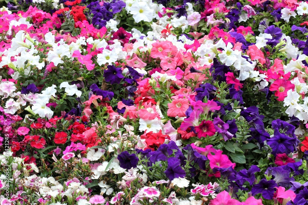 flower wallapper flower wallapper