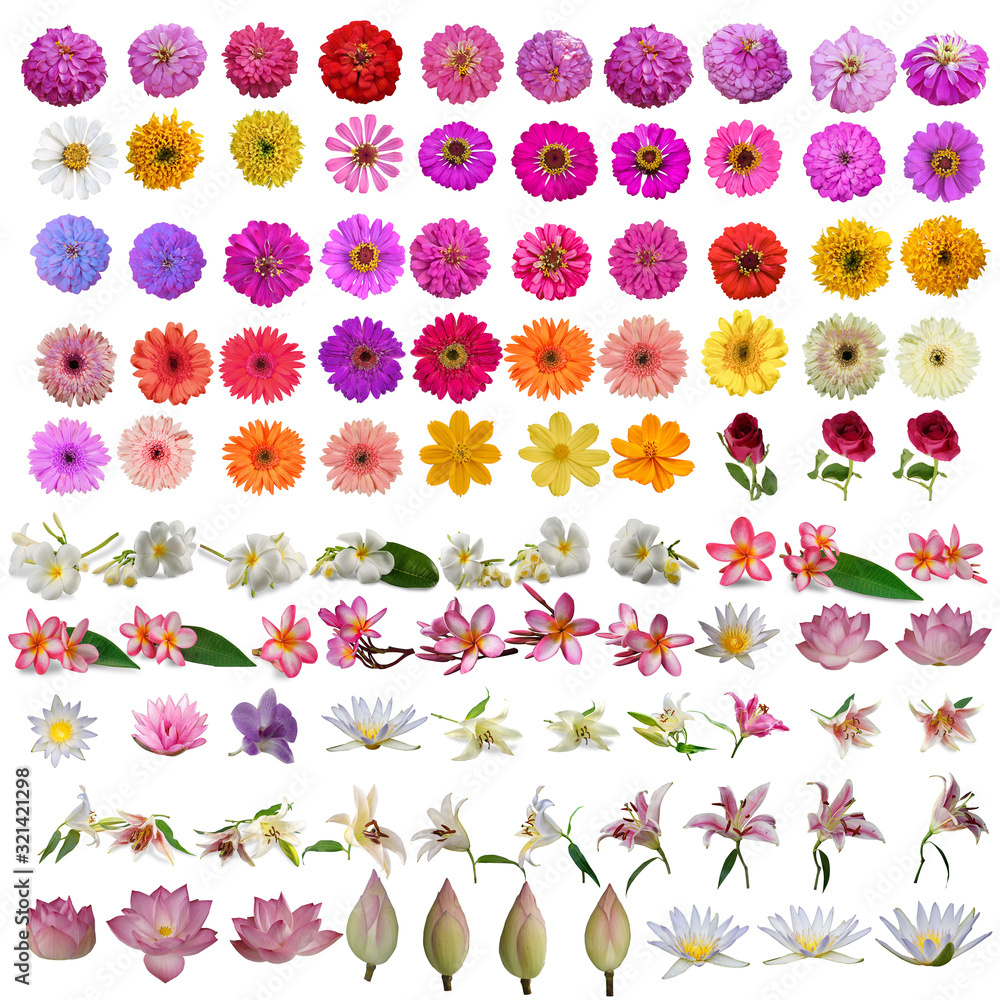 Big collection of flowers of various types and colors Isolated on white background.