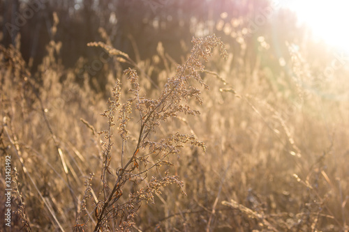 Dry grass in the field against a sunrise