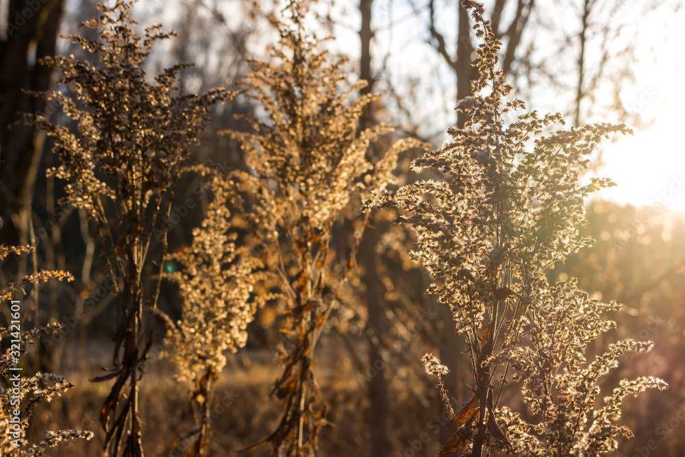 Obraz premium Dry grass in the field against a sunrise
