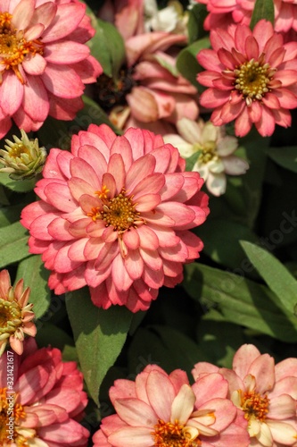 Wallpaper Mural Glowing flower Torontodigital.ca