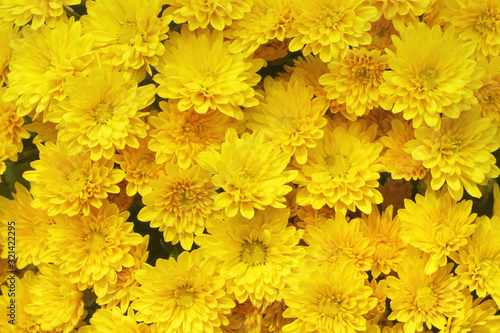 Fototapeta Naklejka Na Ścianę i Meble -  Beautiful dandelion background, yellow flowers is blooming in the garden.