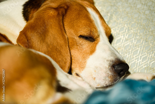 Beagle dog sleeping at bed in bright interior. Pet at home concept