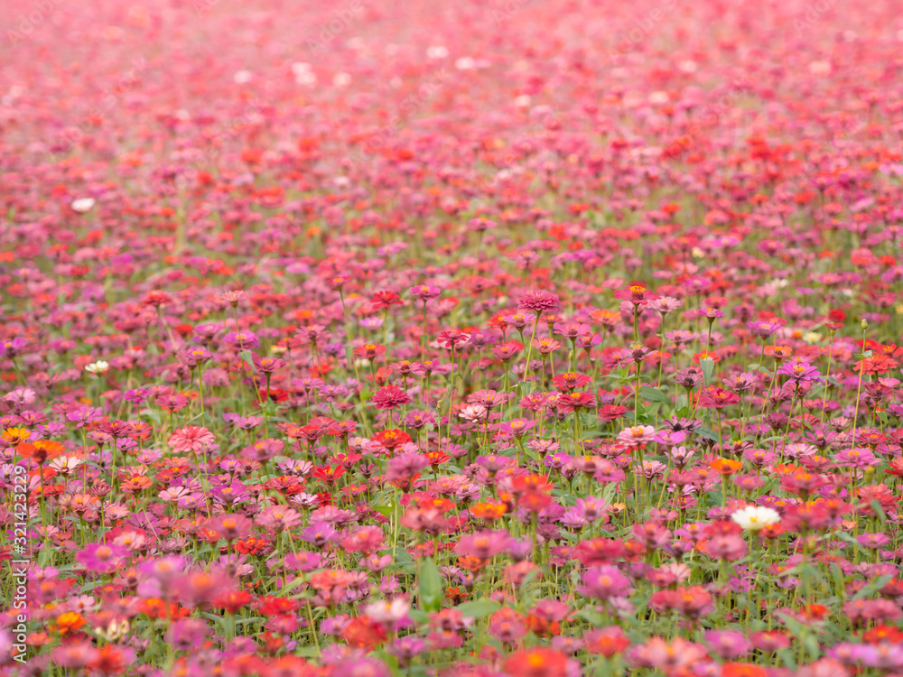 Zinnia pink, red, yellow, oranger colourful flower in blossom garden. Weather is refreshing in the summer morning. Zinnia pink, red, yellow, oranger colourful flower in blossom garden. Weather is refreshing in the summer morning.