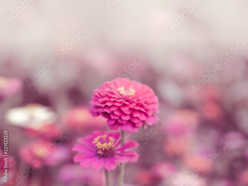 Zinnia pink, red, yellow, oranger colourful flower in blossom garden. Weather is refreshing in the summer morning.