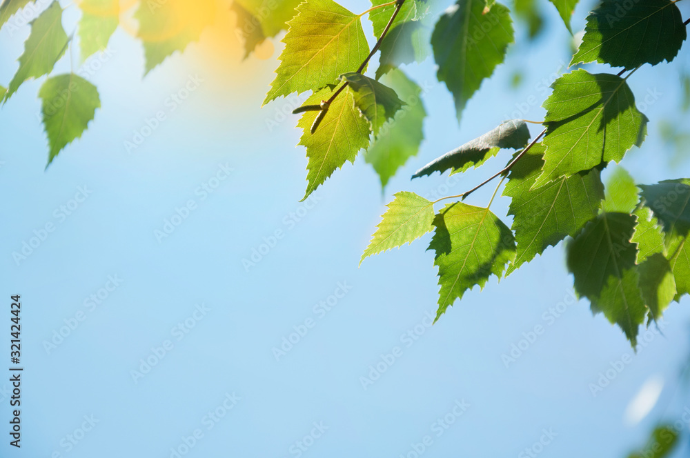 Green foliage in a spring park. Birch branches with leaves and catkins against the sky. Green summer leaf background with sky. Selective focus. Space for text. Green foliage in a spring park. Birch branches with leaves and catkins against the sky. Green summer leaf background with sky. Selective focus. Space for text.
