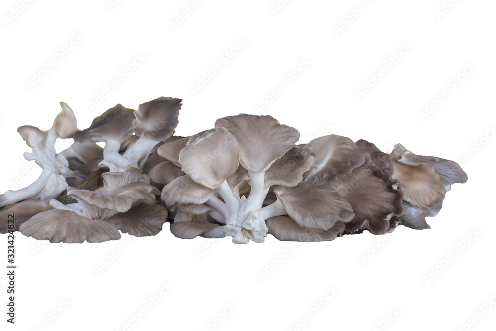 Obraz premium mushroom on white background
