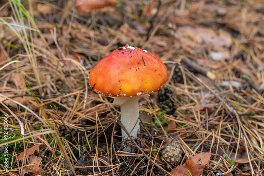 Young lonely amanita muscaria (fly agaric) in an autumnal pine forest Young lonely amanita muscaria (fly agaric) in an autumnal pine forest