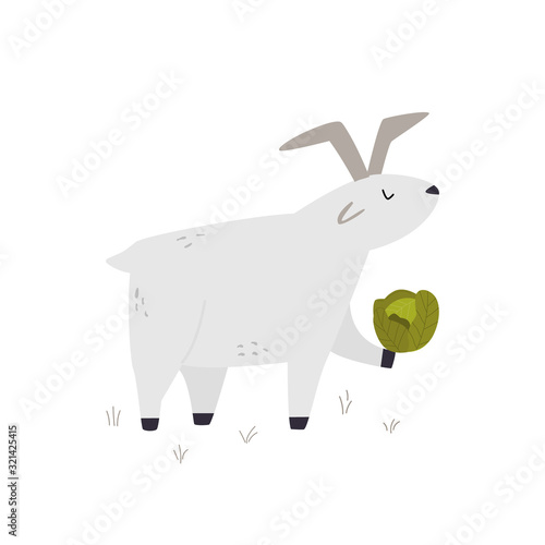 One happy funny goat with a cabbage