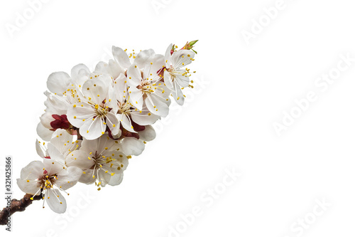 blossoming apricot branch isolated on white background