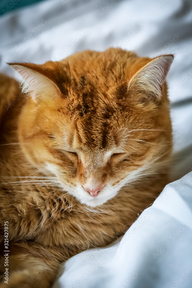 chat roux et blanc allongé sur un lit