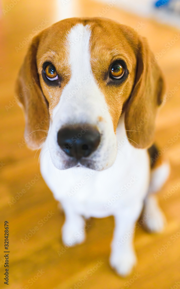 Beagle dog sitting on wooden floor looking up. Sad eyes background Beagle dog sitting on wooden floor looking up. Sad eyes background