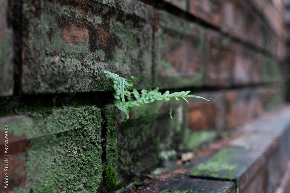 The nature of the fern on the brick wall The nature of the fern on the brick wall