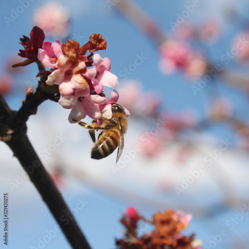 Honey bee on Dawn Viburnum pink flowers in the garden. Apis mellifera on V. bodnantense bush in bloom on winter  photo