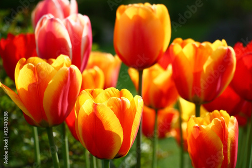 Very bright buds of tulips, red with yellow, create a festive spring palette. © imamchits