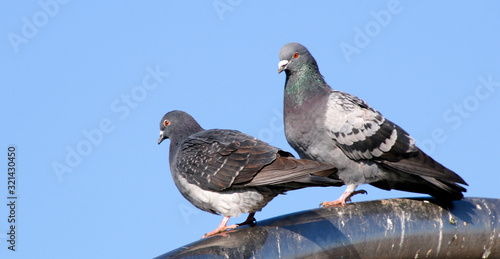 ハト　鳩　鳥　野鳥　キジバト　はと　野生バト