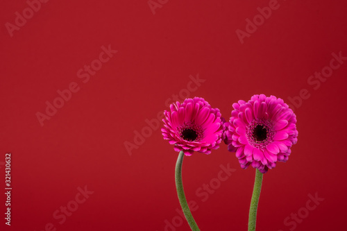 Two pink Gerbera flower blossom on red background, copy-space