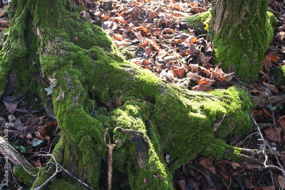 Obraz premium Old tree in to the forest covered by green mosson a sunny day