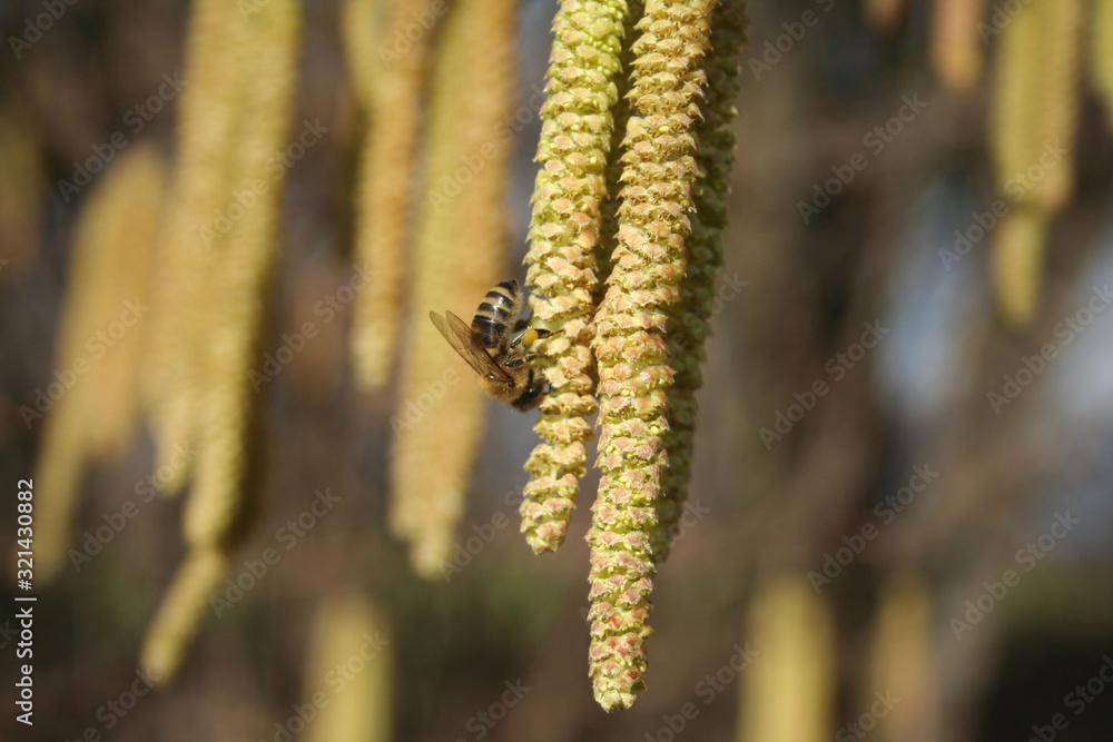 Honey bee on a Yellow male flowers of a common hazel tree. Apis mellifera on Corylus avellana tree in bloom Honey bee on a Yellow male flowers of a common hazel tree. Apis mellifera on Corylus avellana tree in bloom