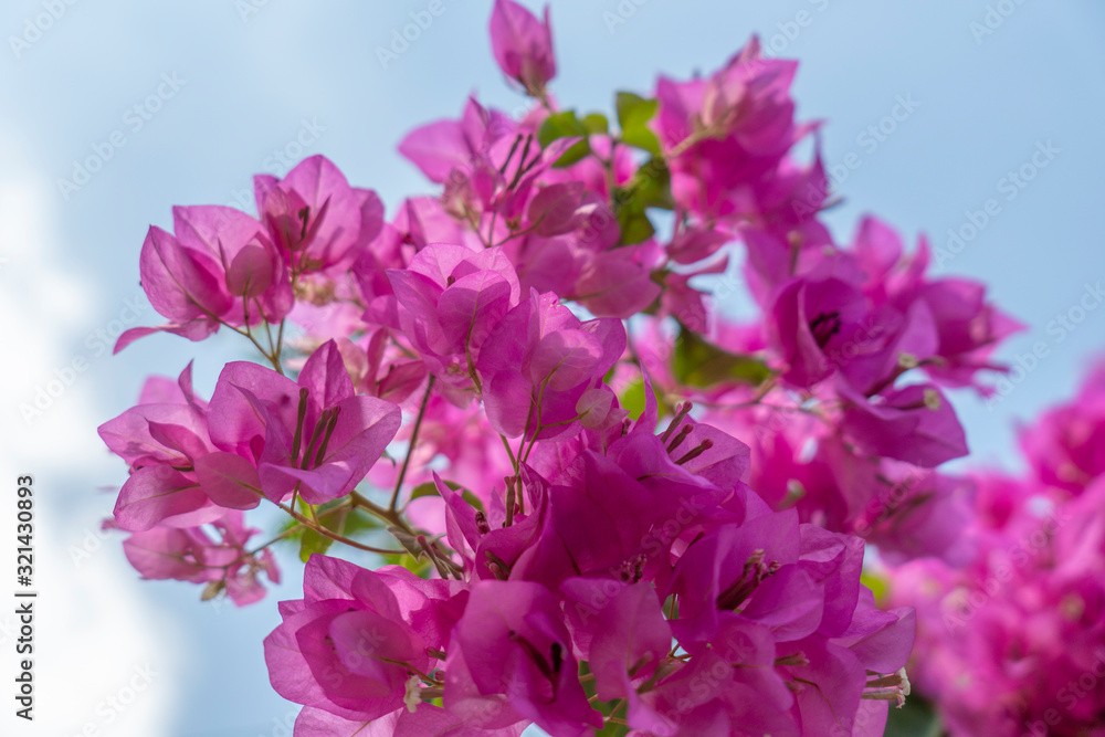 Pink bougainvillea flowers on a clear day