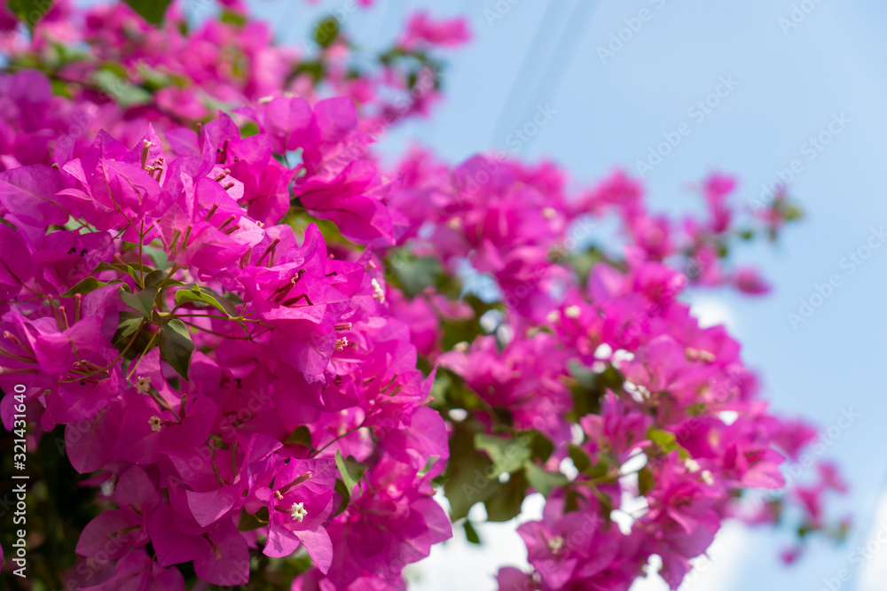 Pink bougainvillea flowers on a clear day