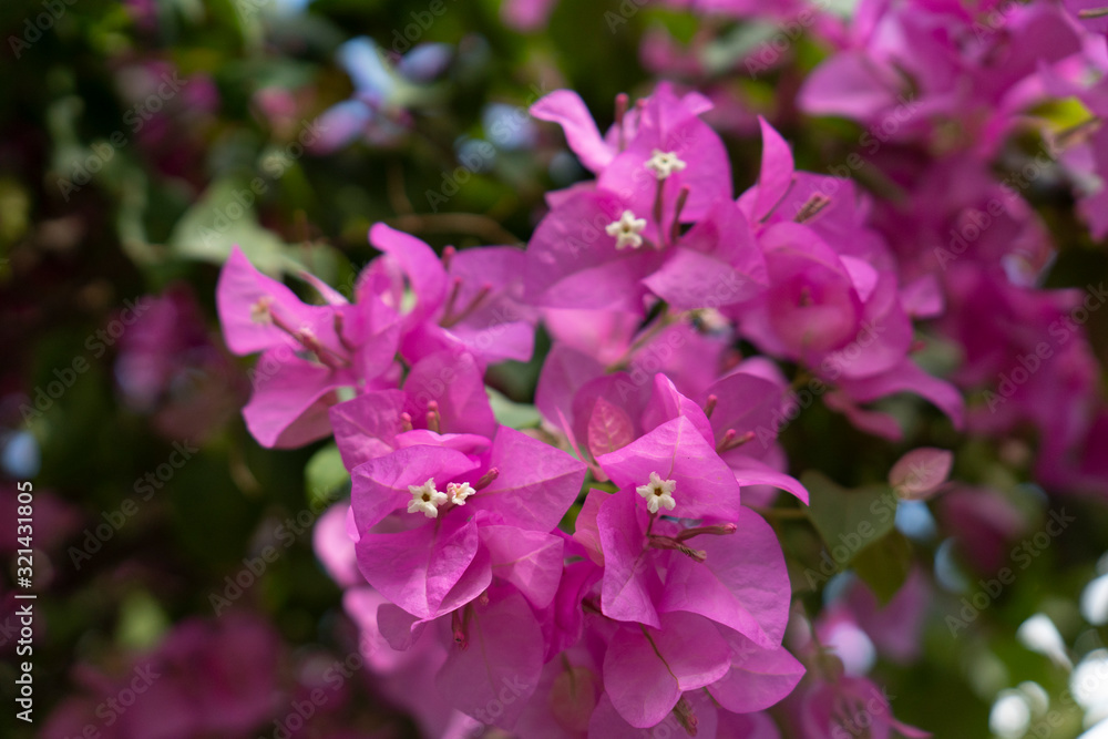 Pink bougainvillea flowers on a clear day Pink bougainvillea flowers on a clear day