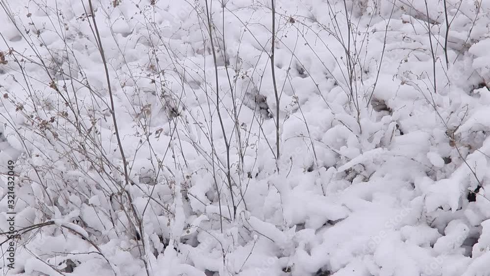 beautiful winter landscape dry plants in the snow beautiful winter landscape dry plants in the snow