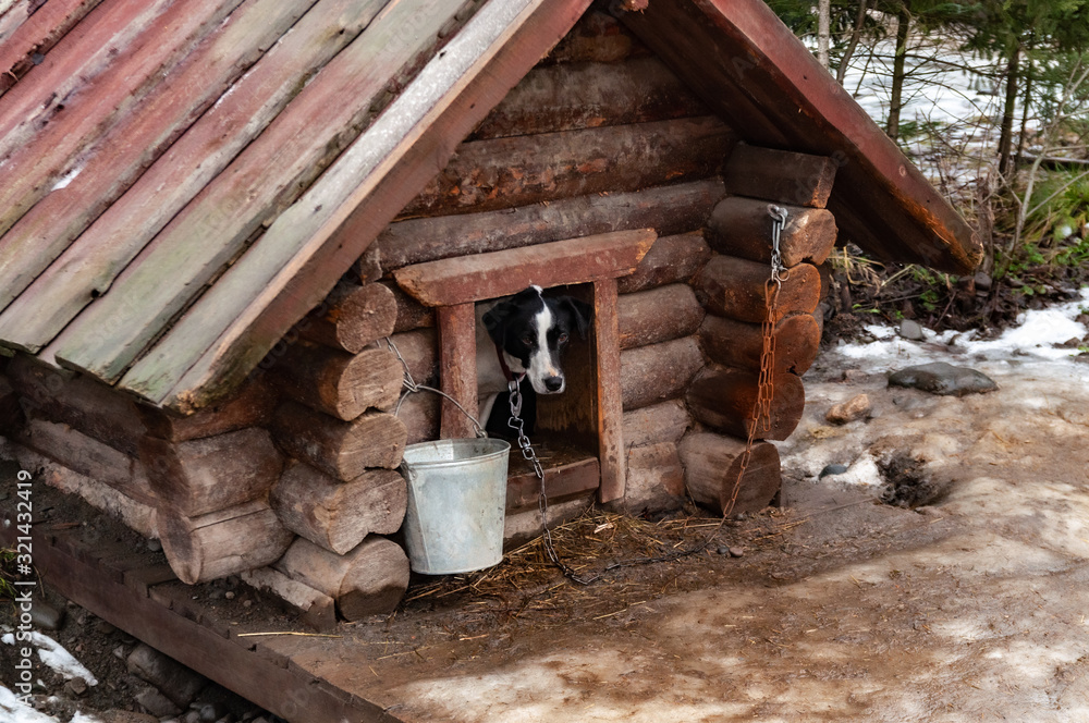 dog in a large wooden doghouse dog in a large wooden doghouse