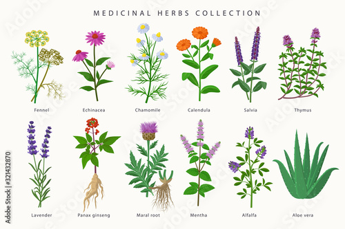 Medicinal herbs and flowers big collection of illustrations in flat design isolated on white background. Chamomile, Aloe vera, Lavender, Calendula, Thyme, Alfalfa, Echinacea, Fennel, Salvia, Mentha. photo