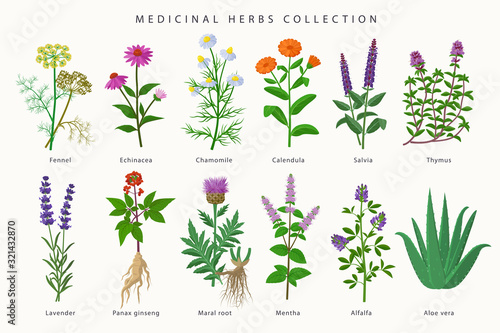 Medicinal herbs and flowers big collection of illustrations in flat design isolated on white background. Chamomile, Aloe vera, Lavender, Calendula, Thyme, Alfalfa, Echinacea, Fennel, Salvia, Mentha.