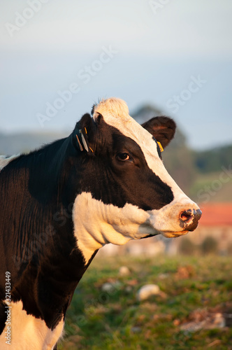 vaca mirando la camara de fotos © Cecilia