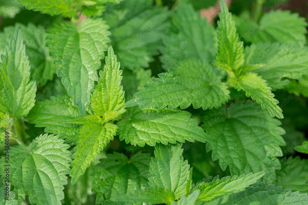 Young green nettle leaves in the sun Young green nettle leaves in the sun