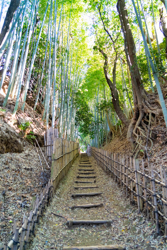 Fototapeta Naklejka Na Ścianę i Meble -  Footpath through into a bamboo forest in Chiba prefecture, JAPAN.