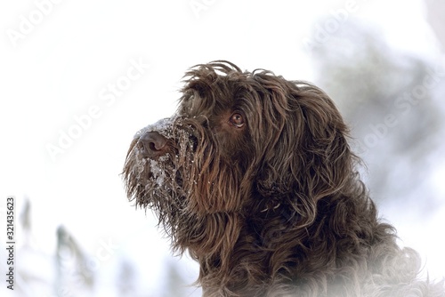 beautiful head portrait of a hunting dog in winter