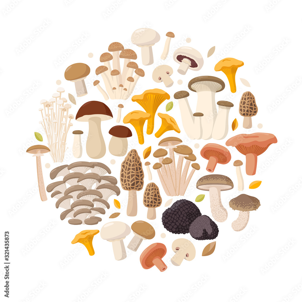 Naklejka Mushrooms collection of vector flat illustrations isolated on white in round. Cep, chanterelle, honey agaric, enoki, morel, oyster mushrooms, King oyster, shimeji, champignon, shiitake, black truffle