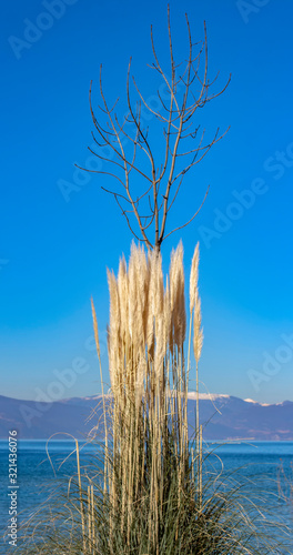 Fototapeta Naklejka Na Ścianę i Meble -  A harmonious mood with reeds around a tree against the background of a lake and a bright blue sky.  Ohrid Lake, Northern Macedonia.