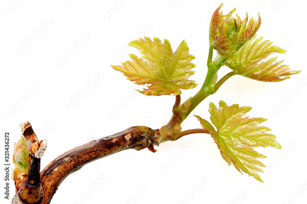 Young green tender shoots and leaves of grapes on the vine in the spring. Young green tender shoots and leaves of grapes on the vine in the spring.