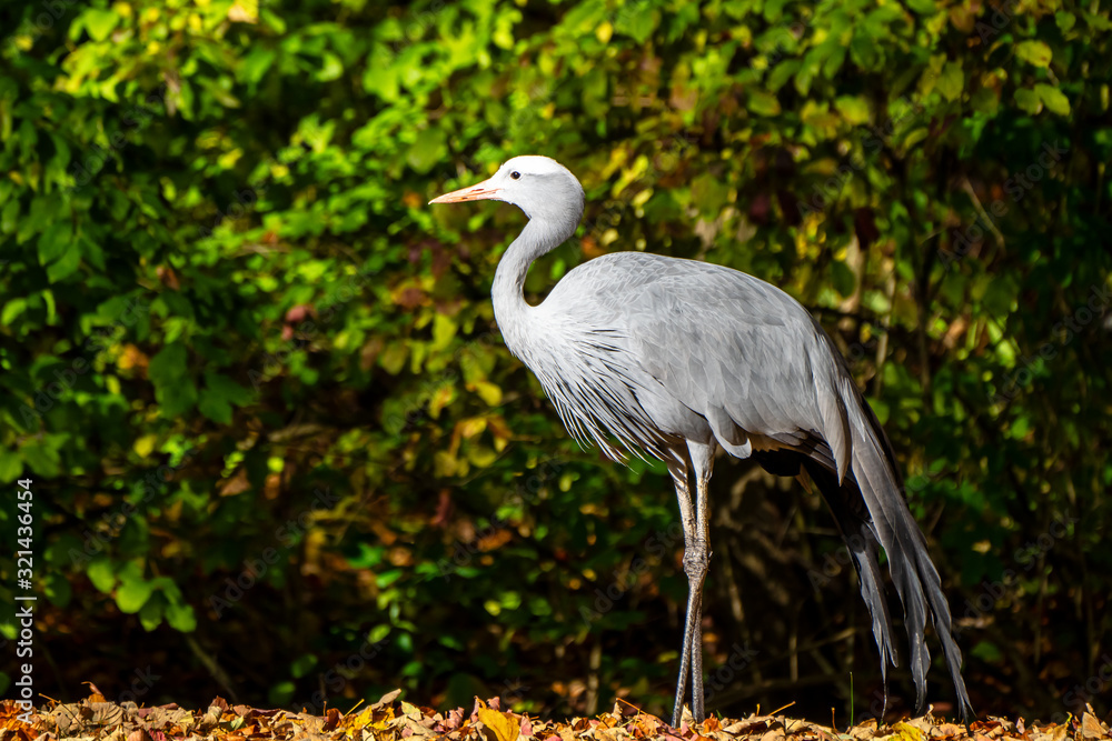Fototapeta premium The Blue Crane, Grus paradisea, is an endangered bird