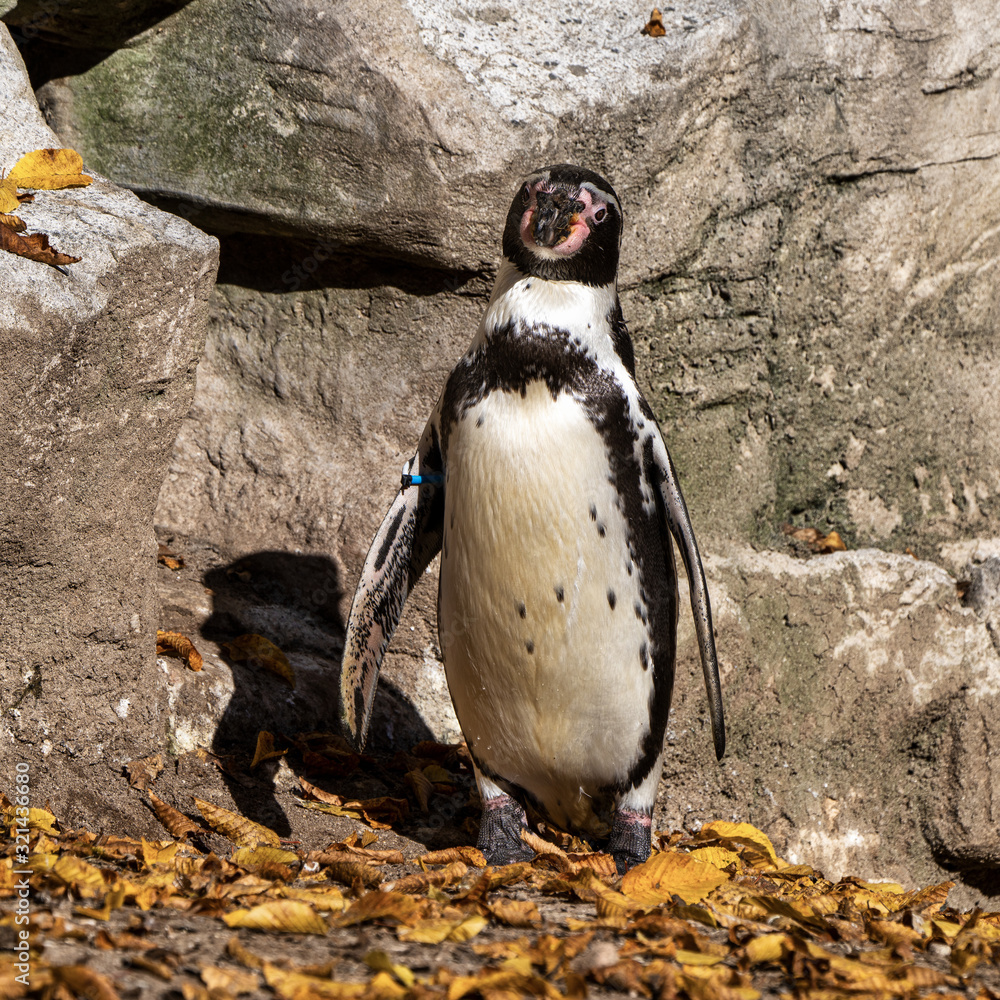Naklejka premium Humboldt Penguin, Spheniscus humboldti in the zoo