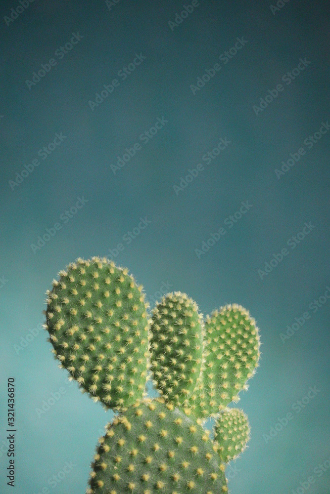 Primo piano di cactus verde e giallo su sfondo ciano Primo piano di cactus verde e giallo su sfondo ciano