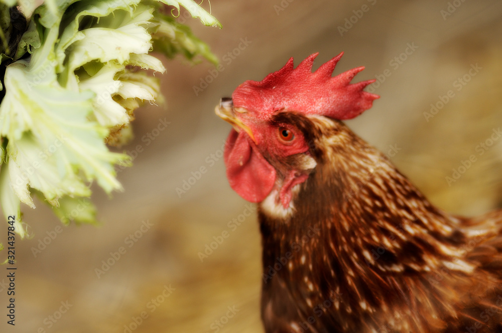 portrait of hen feeding on organic farm